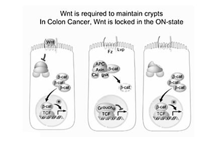 Wnt signaling, Lgr5 Stem Cells, Organoids and Cancer