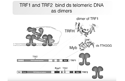 How Telomeres Solve the End-Protection Problem